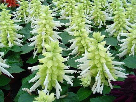 Salvia6