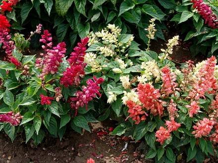 Salvia7