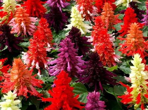 Salvia8