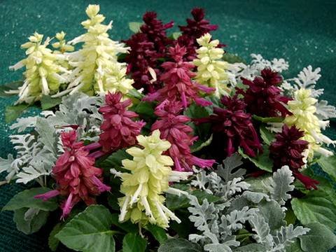 Salvia9