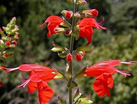 SalviaCoccinea