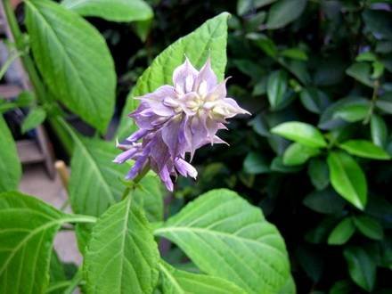 SalviaDivinorum