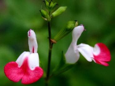 SalviaHotLips