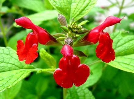 SalviaMicrophylla