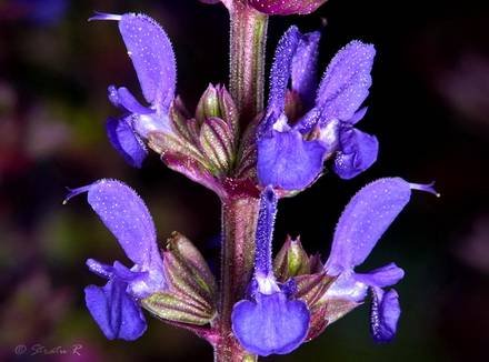 SalviaNemorosa