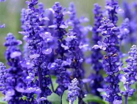SalviaOfficinalis