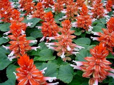 SalviaReddySkarletBicolor