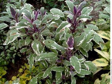 SalviaTricolor