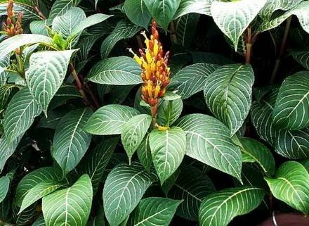 SancheziaParvibracteata