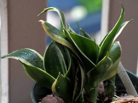 Sansevieria2