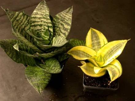 Sansevieria3