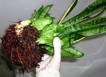 Sansevieria4