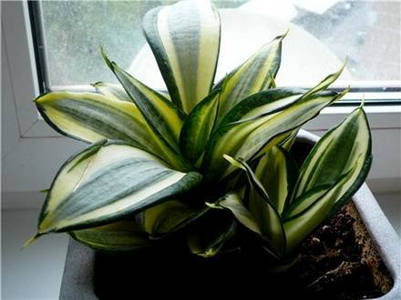 Sansevieria6
