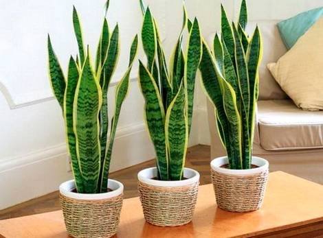 Sansevieria7