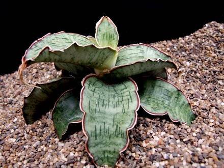 SansevieriaKirkii1