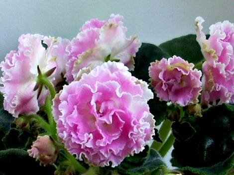 Санта-Роза1