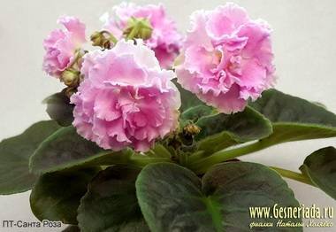 Санта-Роза2