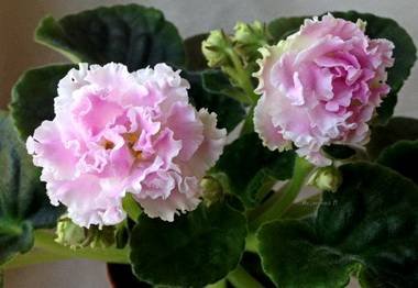 Санта-Роза3