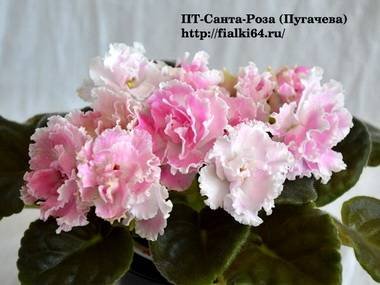 Санта-Роза4