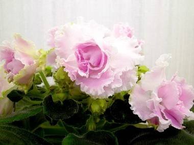 Санта-Роза5