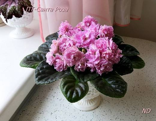 Санта-Роза6