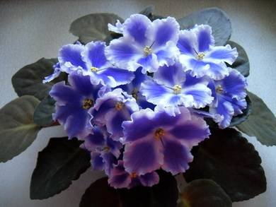 SapphireIce3