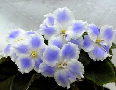 SapphireIce4