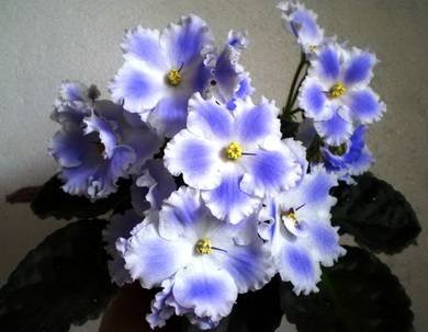 SapphireIce5
