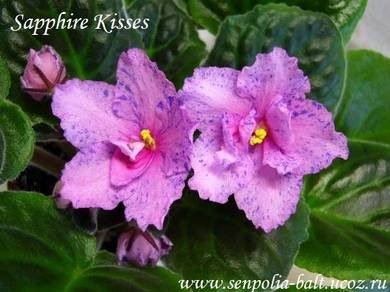 SapphireKisses3