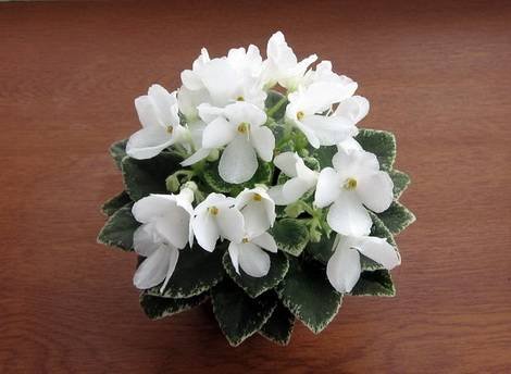 Сатори1