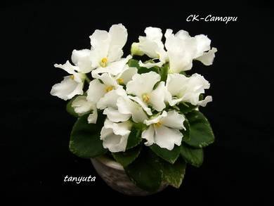 Сатори3