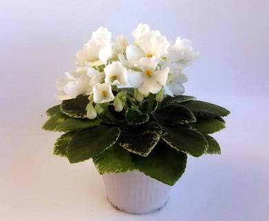 Сатори5