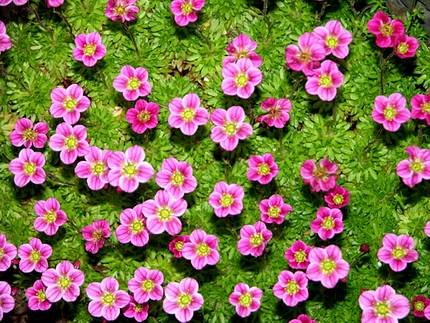 SaxifragaAndrosacea1