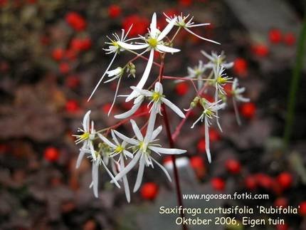 SaxifragaCortusifolia1