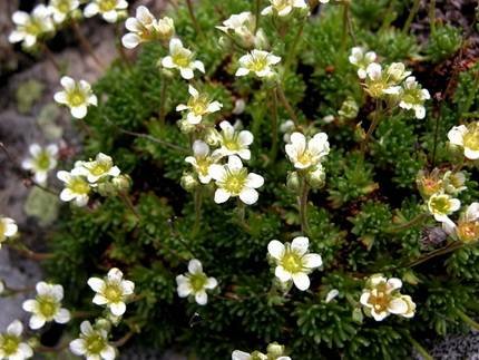 SaxifragaMoschata1