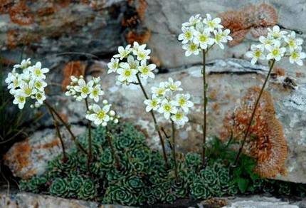 SaxifragaPaniculata1