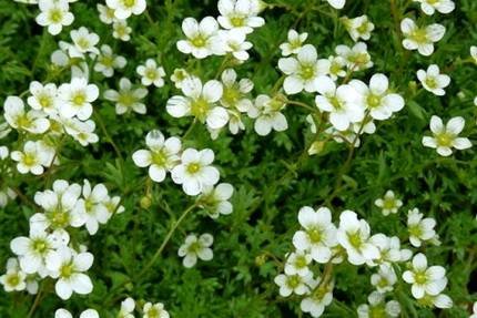 SaxifragaSchneeteppich