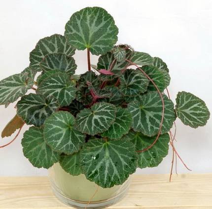 SaxifragaStolonifera1