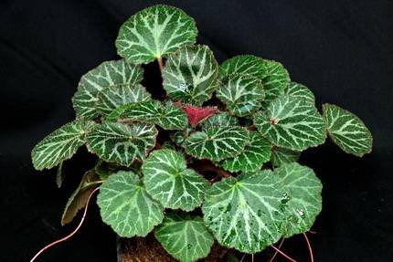 SaxifragaStolonifera10