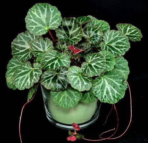 SaxifragaStolonifera11