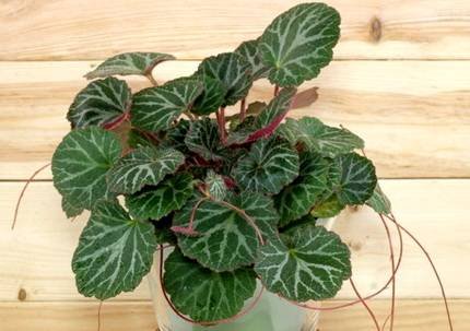 SaxifragaStolonifera2