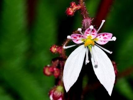 SaxifragaStolonifera3