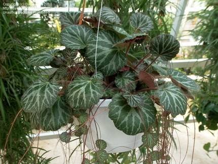 SaxifragaStolonifera4