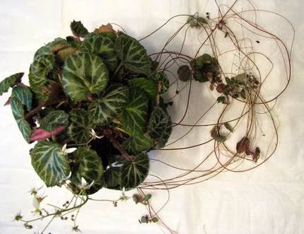 SaxifragaStolonifera5