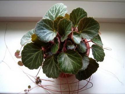 SaxifragaStolonifera6