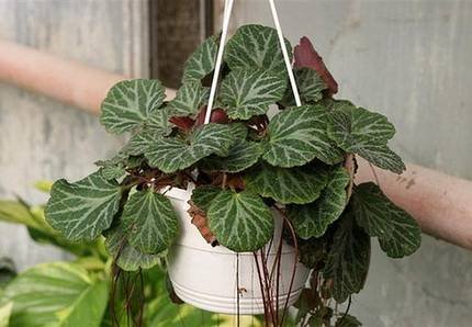 SaxifragaStolonifera7