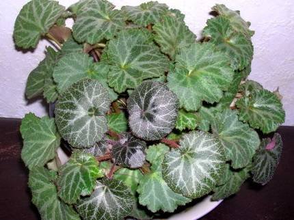 SaxifragaStolonifera9