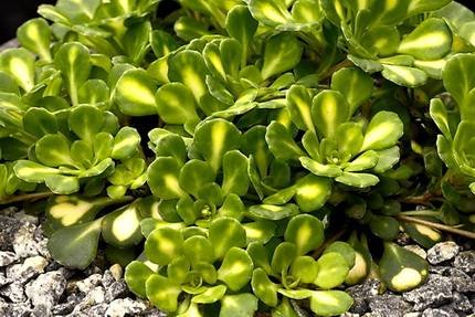 SaxifragaVariegata
