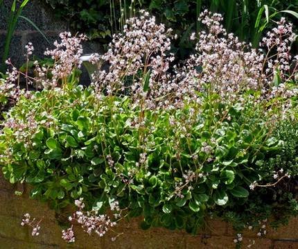 SaxifrageLondonPride