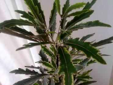 SchefflerElegantissima2